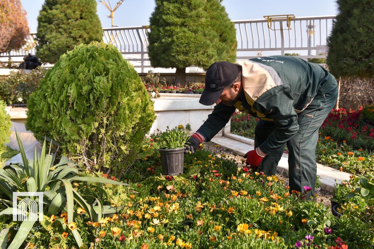 گل‌آرایی پاییزی حرم مطهر رضوی با کاشت ۷۰ هزار بوته گل رنگارنگ انجام شد